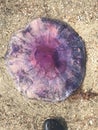 Large purple jellyfish Royalty Free Stock Photo