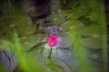 A large purple lotus flower in the pond