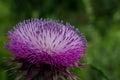 Profile of Purple Thistle in Colorado Mountains Royalty Free Stock Photo