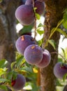 Large purple vanilla plums Prunus on a tree branch close up Royalty Free Stock Photo