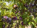 Large purple vanilla plums Prunus  on a tree branch close up Royalty Free Stock Photo