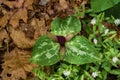 Large Purple Wake Robin and Star Chickweed