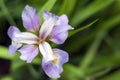 Large Purple Wild Iris Flower