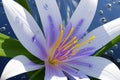 Large purplish-white lilies bloomed Royalty Free Stock Photo