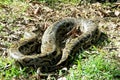 Large python coiled on dry ground with green grass snake reptile Royalty Free Stock Photo