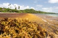 Large quantities of Sargassum seaweed lay ashore Royalty Free Stock Photo