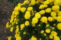 Large quantity of yellow flowers of Chrysanthemums Royalty Free Stock Photo