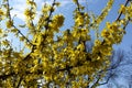 Large quantity of yellow flowers of forsythia against the sky in March Royalty Free Stock Photo