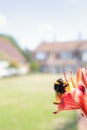 A large queen bumblebee on red Crocosmia Lucifer flowers with a house and grass lawn in soft focus in the background