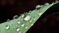 Large rain drops on the green leaf, close up photo, partially blurred, isolated on dark background Royalty Free Stock Photo