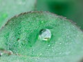 Large Rain Drops Perched on The Rose Leaf