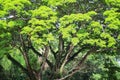 Large rain tree or samanea saman branch with colorful green foliage natural background