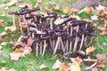 Large wet group of Shaggy ink caps in the lawn, close-up