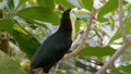 Large rainbow toucan