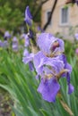 Large raindrops on blue iris flowers. Beautiful flowers in the flowerbed after rain Royalty Free Stock Photo