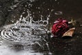 Large raindrops fall to the ground in front of a withered red rose