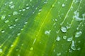 Large raindrops on a green banana leaf after rain in the tropics Royalty Free Stock Photo