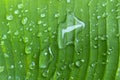 Large raindrops on a green banana leaf after rain in the tropics Royalty Free Stock Photo