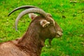 A head shot of a Ram goat