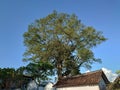 A large Randu cotton alternative tree in the middle of the cemetery