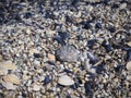 A large rapana shell lies on a pile of colorful small shells on the sea beach. Focus on the center. Natural summer background Royalty Free Stock Photo