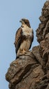 Large raptor perched on rugged rock, likely a young eagle or hawk. Its plumage is Royalty Free Stock Photo