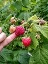 Large raspberries, delicious berries are in hand