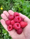 Large raspberries, delicious berries are in hand
