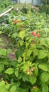 Large raspberries with red and yellow berries on green stems in the yard on a background of mustard Royalty Free Stock Photo