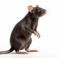 Ultra-detailed Side View Of Black Rat On White Background