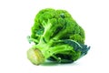 Large raw fresh head of broccoli cabbage on white background, healthy vegetarian food, isolated, close-up Royalty Free Stock Photo