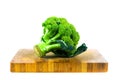 Large raw fresh head of broccoli cabbage on a wooden board, white background, healthy vegetarian food, isolated, close-up Royalty Free Stock Photo