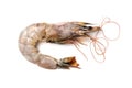 A large raw royal shrimp close-up on a white background.