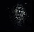 Large real spiders cobweb at night against black background Royalty Free Stock Photo