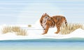 A large realistic tiger walks along the banks of an ice-covered river