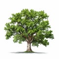 Realistic Oak Tree Illustration With Green Leaves On White Background Royalty Free Stock Photo