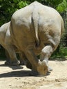 Big Leathery Rhinocereous Backside Royalty Free Stock Photo