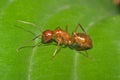 Large Red Ant