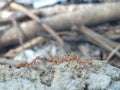 A large red ant colony is working together Royalty Free Stock Photo