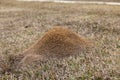 Large red ant pile in the grass in the yard in the winter Royalty Free Stock Photo