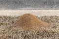 Large red ant pile in the grass in the yard in the winter Royalty Free Stock Photo