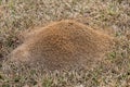 Large red ant pile in the grass in the yard in the winter Royalty Free Stock Photo