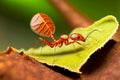 Large red ants carrying tree leaves into their anthill