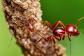 Large red ants crawl across tree in search of food.