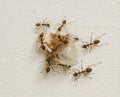 Large red ants using team work to carry large piece food