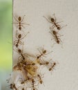 Large red ants using team work to carry large piece food