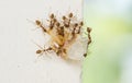 Large red ants using team work to carry large piece food