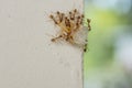 Large red ants using team work to carry large piece food