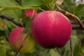 A large red apple hangs on a branch with green leaves on an apple tree Royalty Free Stock Photo