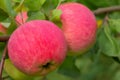 A large red apple hangs on a branch with green leaves on an apple tree Royalty Free Stock Photo